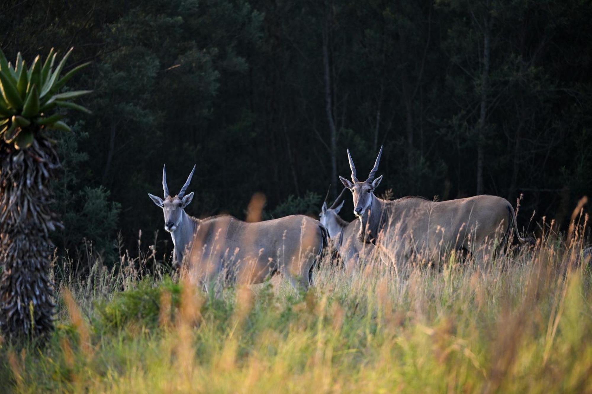 Zulu Rock Lodge - Babanango Game Reserve Ulundi Extérieur photo